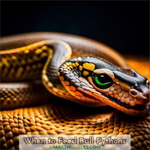 When to Feed Ball Pythons
