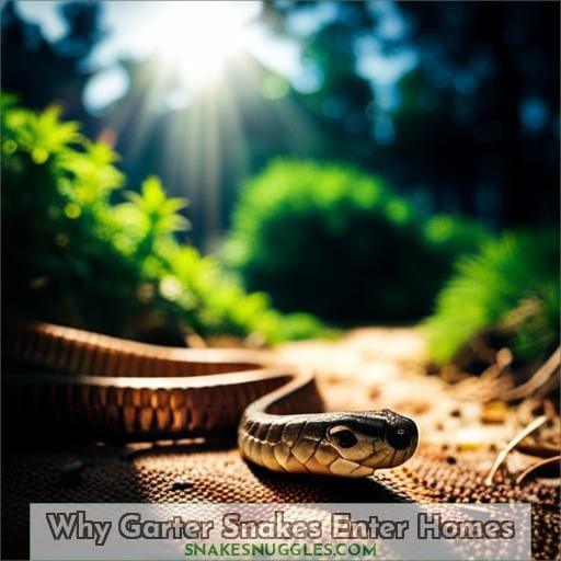 Why Garter Snakes Enter Homes