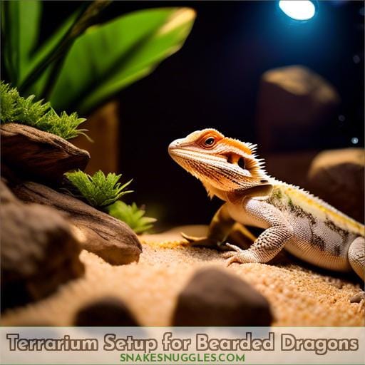 Terrarium Setup for Bearded Dragons