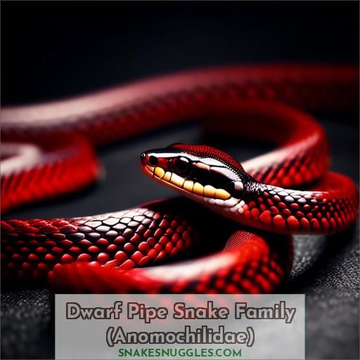 Dwarf Pipe Snake Family (Anomochilidae)