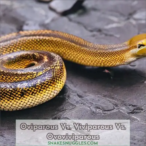 Oviparous Vs. Viviparous Vs. Ovoviviparous