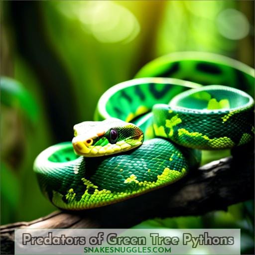 Predators of Green Tree Pythons