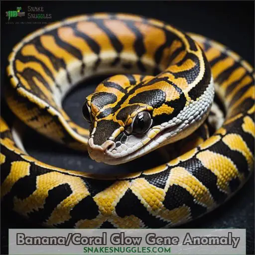 Banana/Coral Glow Gene Anomaly