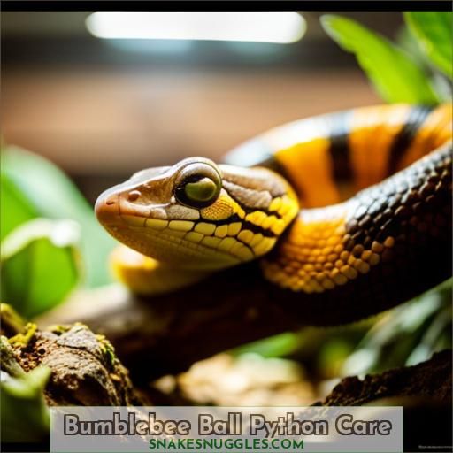 Bumblebee Ball Python Care