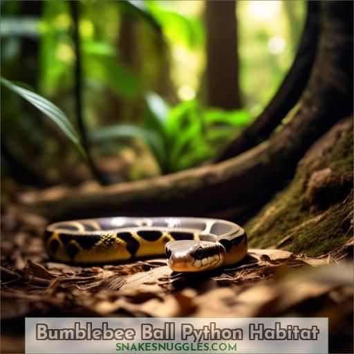 Bumblebee Ball Python Habitat