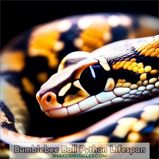 Bumblebee Ball Python Lifespan