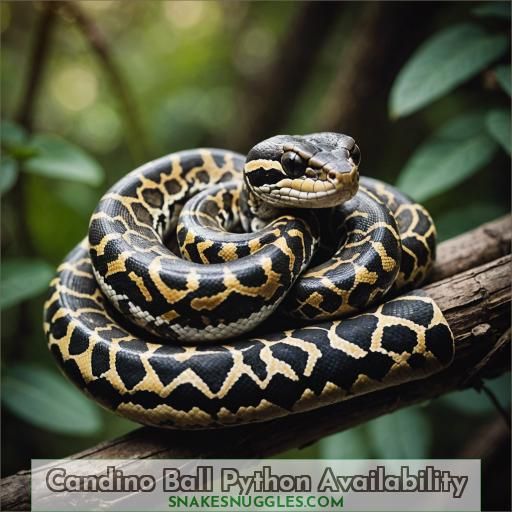 Candino Ball Python Availability