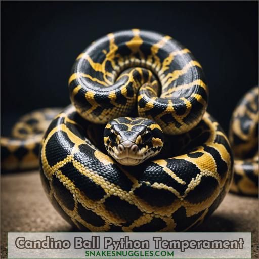 Candino Ball Python Temperament