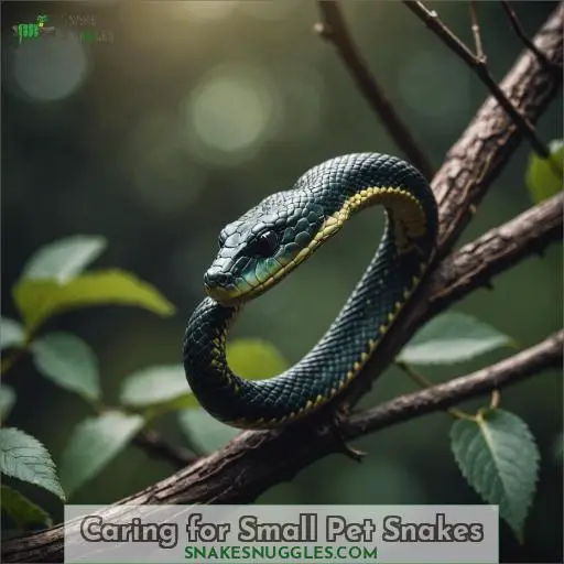 Caring for Small Pet Snakes