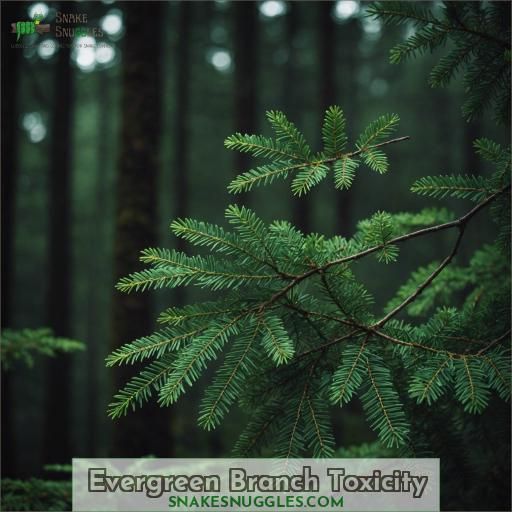 Evergreen Branch Toxicity