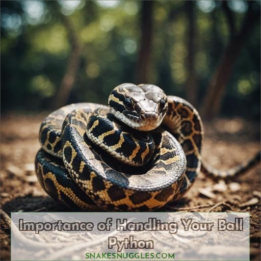 Importance of Handling Your Ball Python