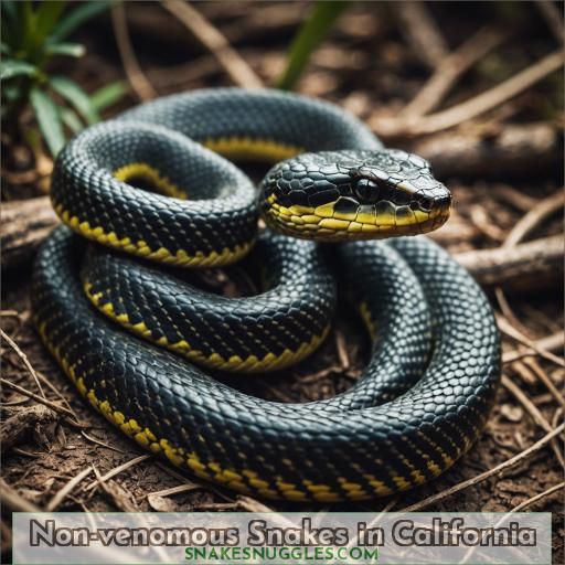 Non-venomous Snakes in California