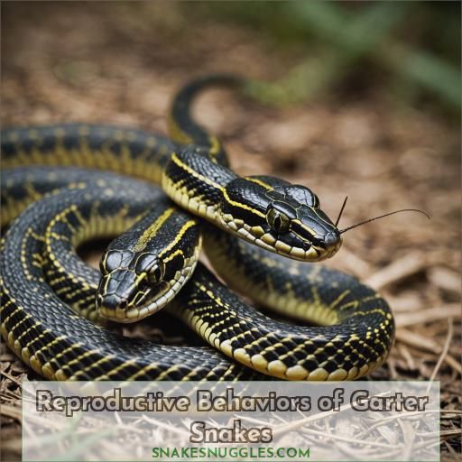 Reproductive Behaviors of Garter Snakes