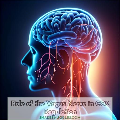 Role of the Vagus Nerve in CO2 Regulation