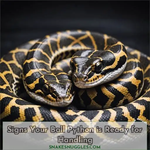 Signs Your Ball Python is Ready for Handling