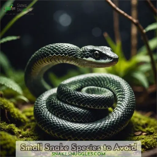 Small Snake Species to Avoid