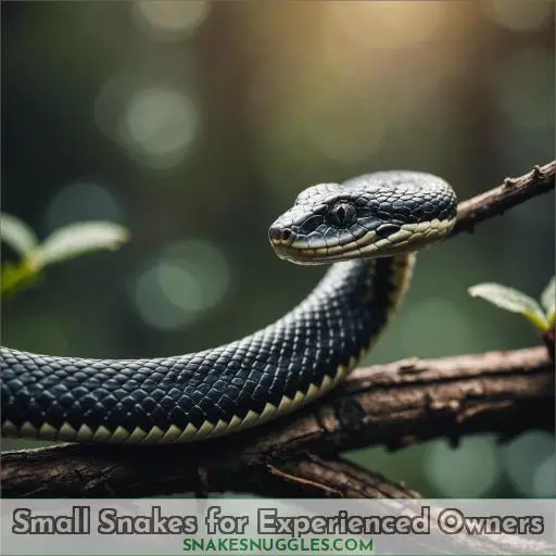 Small Snakes for Experienced Owners