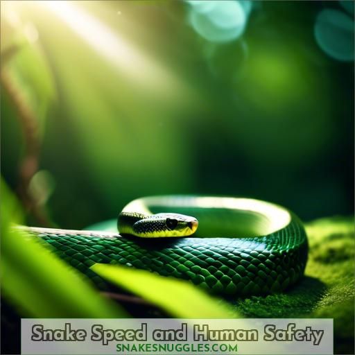 Snake Speed and Human Safety