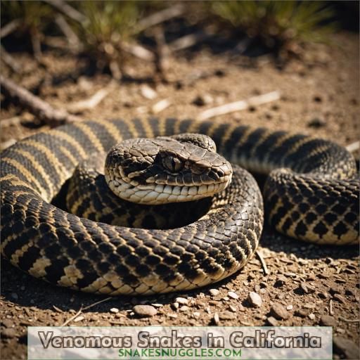 Venomous Snakes in California