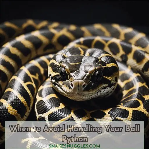 When to Avoid Handling Your Ball Python