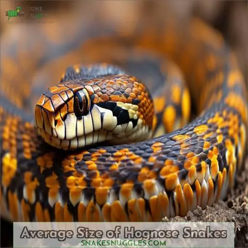 Average Size of Hognose Snakes