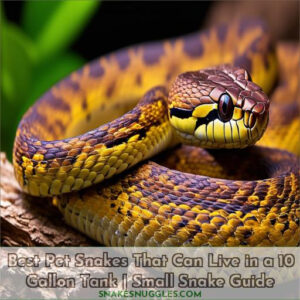 best pet snakes that can live in a 10 gallon tank