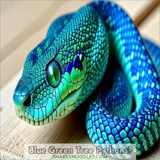 Blue Green Tree Pythons