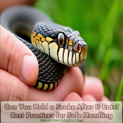 can you hold a snake after it eats best practices