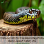 Cottonmouth Snakes: Interesting Facts, Venom Info & Safety Tips