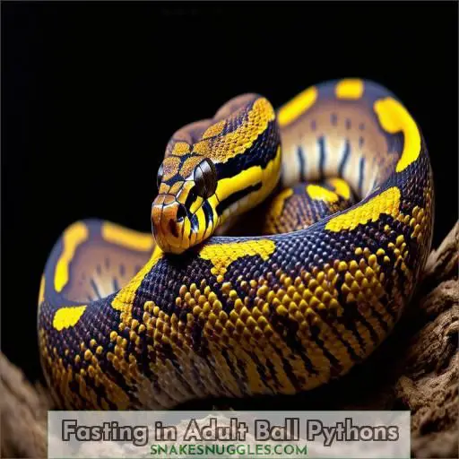 Fasting in Adult Ball Pythons