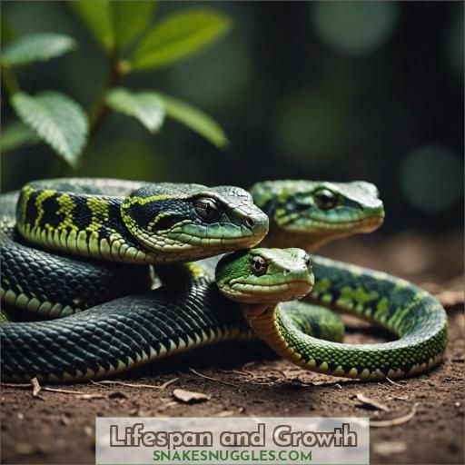 Lifespan and Growth