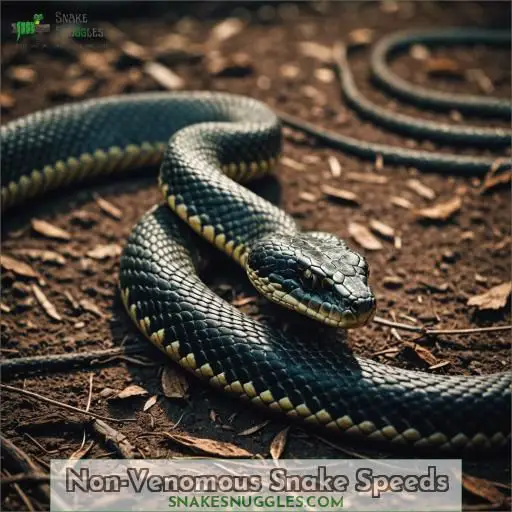 Non-Venomous Snake Speeds