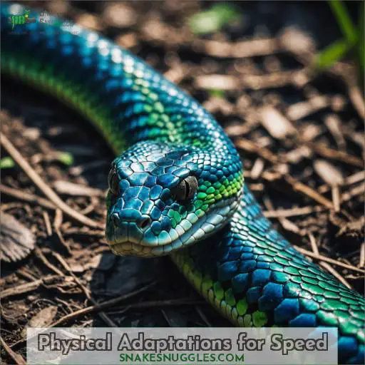 Physical Adaptations for Speed