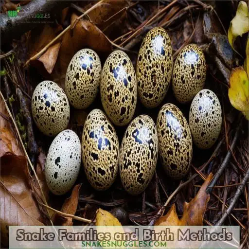 Snake Families and Birth Methods