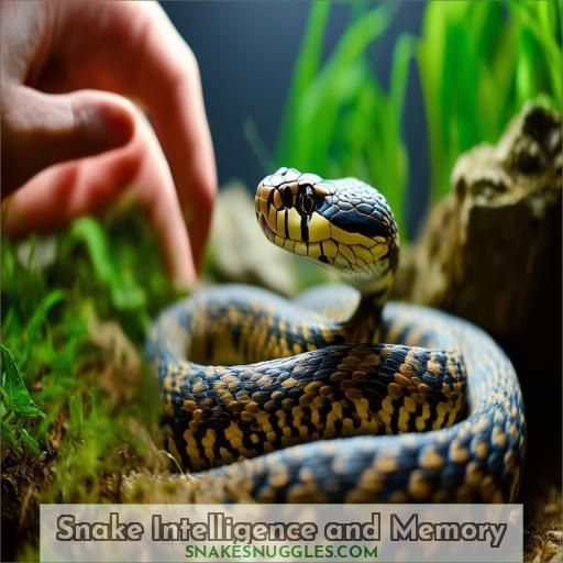 Snake Intelligence and Memory