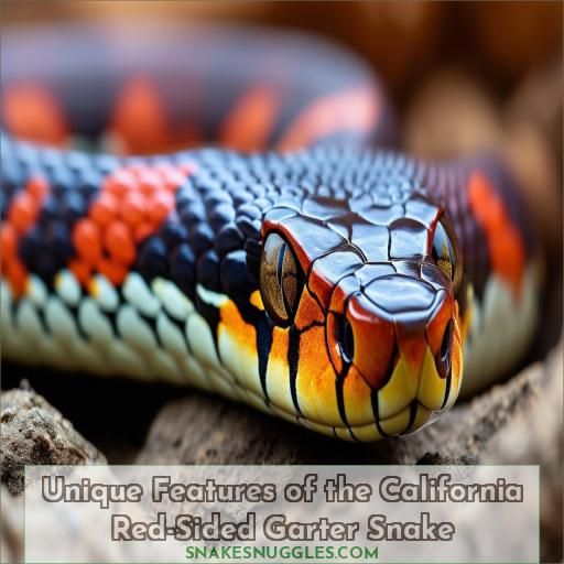 Unique Features of the California Red-Sided Garter Snake