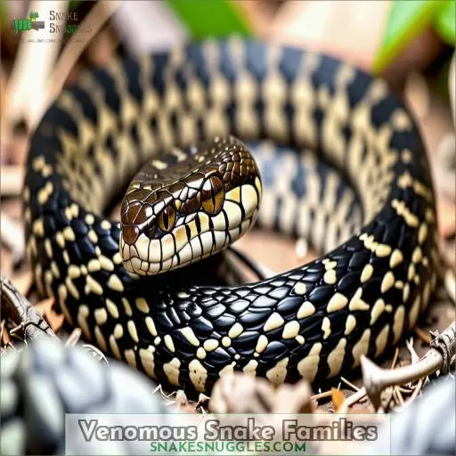 Venomous Snake Families
