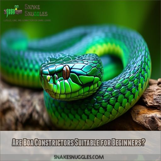 Are Boa Constrictors Suitable for Beginners