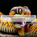 Ball Python Teeth: Surprising Facts About Your Snake's Hidden Fangs