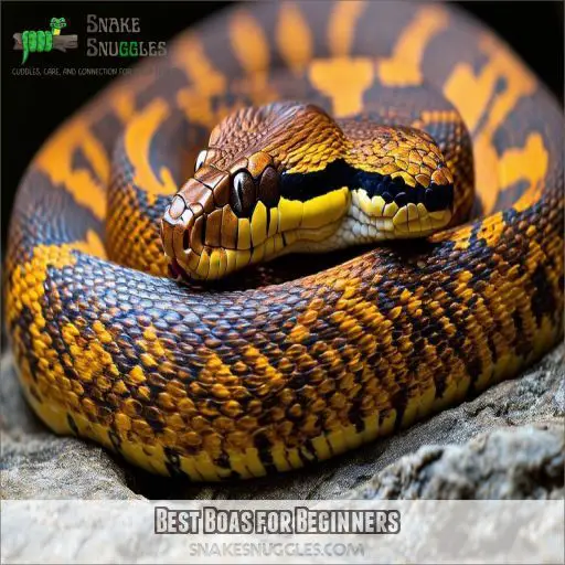 Best Boas for Beginners