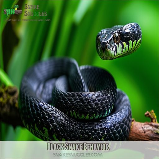 Black Snake Behavior