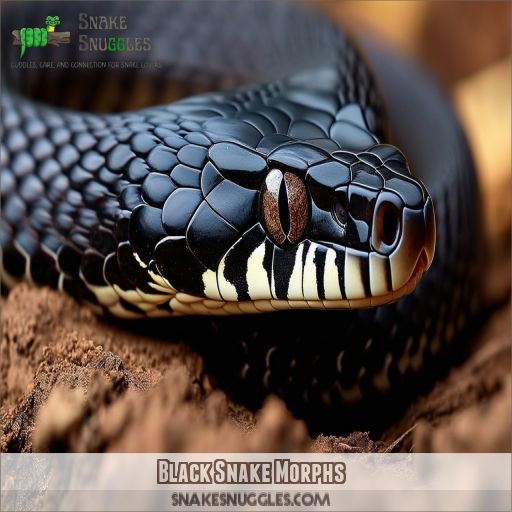 Black Snake Morphs