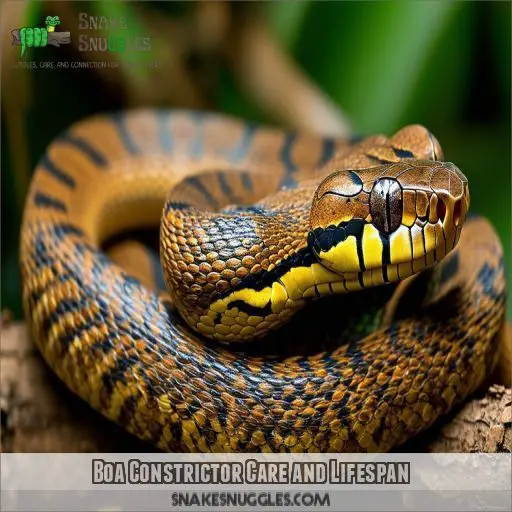 Boa Constrictor Care and Lifespan