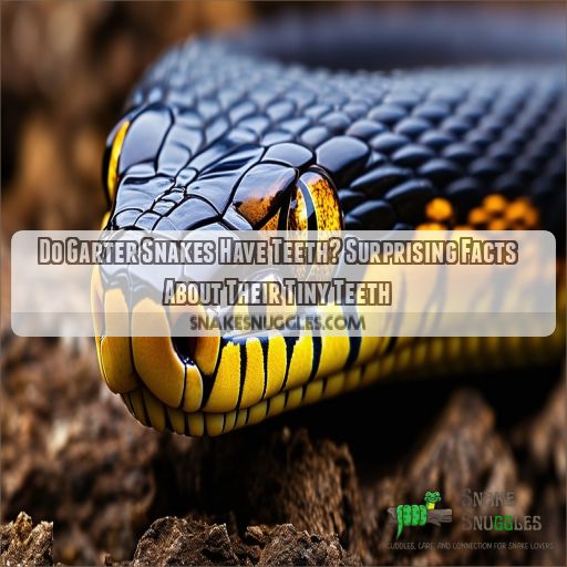 do garter snakes have teeth