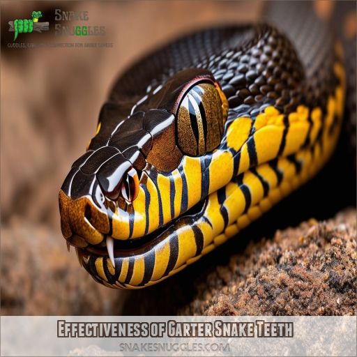 Effectiveness of Garter Snake Teeth