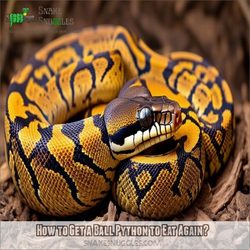 How to Get a Ball Python to Eat Again