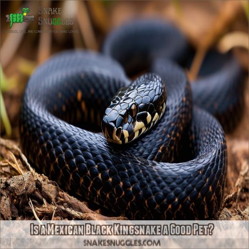 Is a Mexican Black Kingsnake a Good Pet