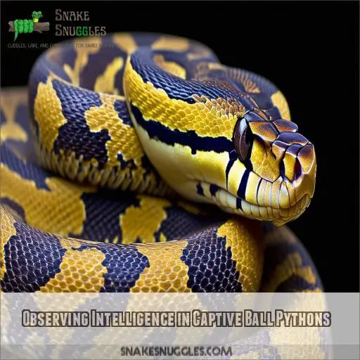 Observing Intelligence in Captive Ball Pythons