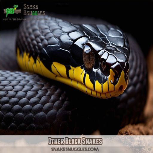 Other Black Snakes