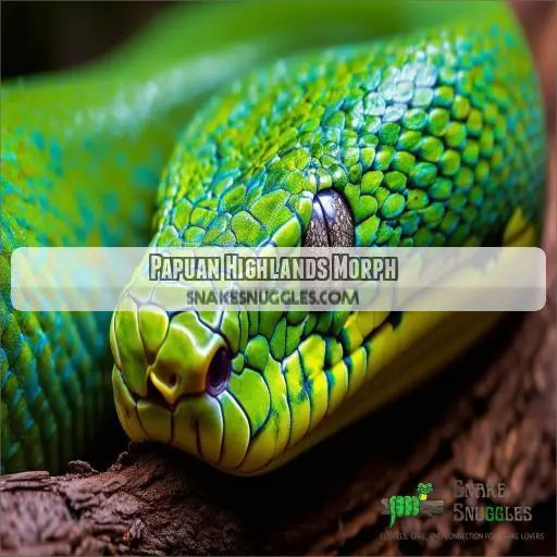 Papuan Highlands Morph